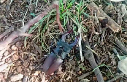 К военным из Бурятии на СВО прибился боевой жук