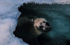 ������ ����� �������: ����������� ��� �������� ������� �����