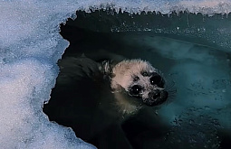 ������ ����� �������: ����������� ��� �������� ������� �����