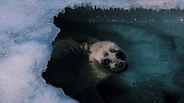 ������ ����� �������: ����������� ��� �������� ������� �����