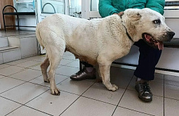 � ���������� � ������ ���������� ������� ����� 2,5 ��