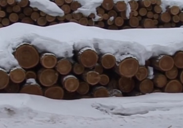 Житель Бурятии вырубил деревьев на 1,4 млн и не признал вину 