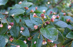 � ����������� ����������� ���������� �������� �� ������� ����� ������