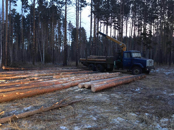 Пять жителей Иркутской области срубили деревьев на 645 тысяч 