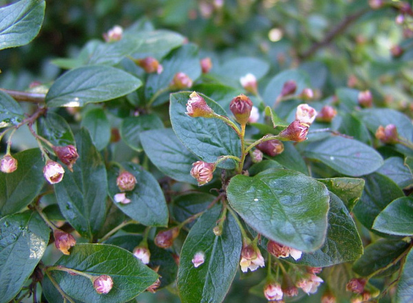 � ����������� ����������� ���������� �������� �� ������� ����� ������