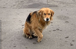 � ����-��� ������ ����������� �������� ���� 