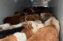 �� ������� ����������� ����� ��� ����������