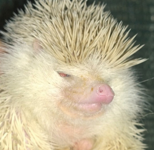 ������� ����-�������� ��������� � ��������� ���������� 