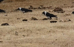 ����� � ���������� �������� � ������ �����