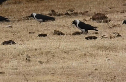 ����� � ���������� �������� � ������ �����