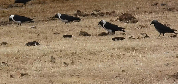 ����� � ���������� �������� � ������ �����