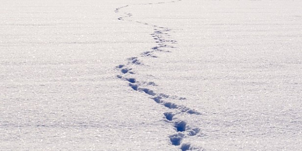 В Забайкалье вора нашли по следам на снегу 