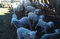 � ������� ����������� �������� ������� ��� ����������� ����� ����� 