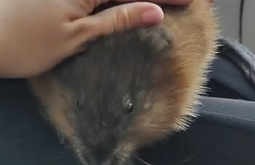 �� ��������� ����-��� �������� �������� �������