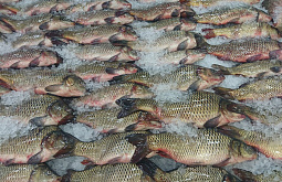 В Забайкалье разрешили промышленный вылов 200 тонн рыбы 