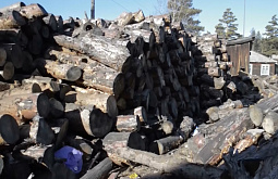 В Забайкалье банда лесорубов спилила деревья на 10 миллионов