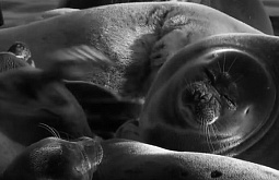 �������� ���������� ����� �� ����������� ����� 