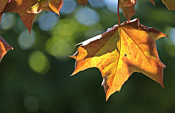 � ������� ����� ����� � �������� 