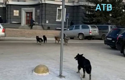 В Улан-Удэ банда бродячих собак подобралась к Народному Хуралу