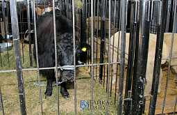 � ������� ������� ����� �������� ��� ������ 