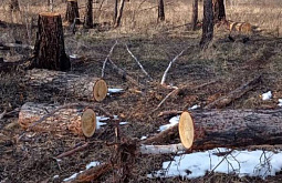 В Бурятии осудили преступную группу, вырубившую лес на 10 млн 