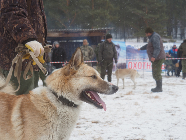 � ������� ������� ������ ���������� �����-����