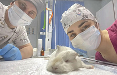 � ��������� ������� �������������� ������� ������ �� ������ ������