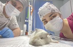 � ��������� ������� �������������� ������� ������ �� ������ ������