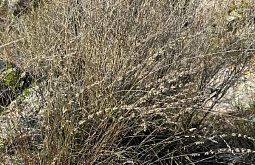 В заказнике Бурятии обнаружили редкий краснокнижный вид растения