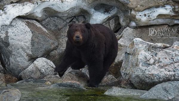На западе Байкала провели береговой учёт медведей