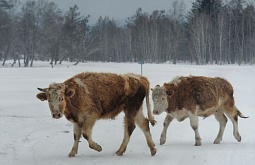 Привезённых в Бурятию коров отправят на карантин
