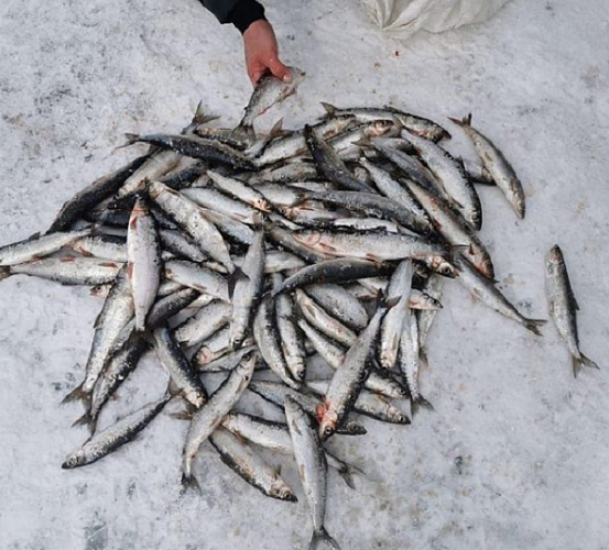 �� ������� ���������� �������� ����� �� 800 ����� 