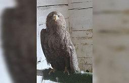 � ����-��� �������� ������������� �������������� ������ �� ��������