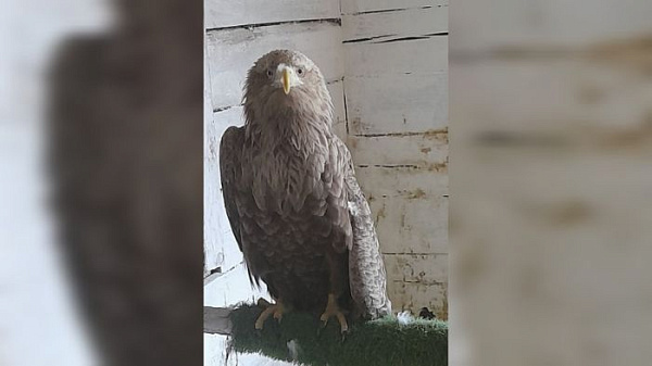 � ����-��� �������� ������������� �������������� ������ �� ��������