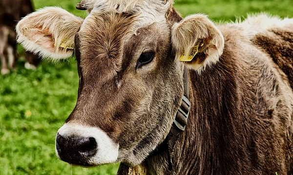 Ещё 33 семьи в Бурятии получили бесплатных коров 