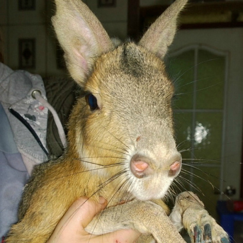 В зоопарк Иркутска привезли патагонского зайца 