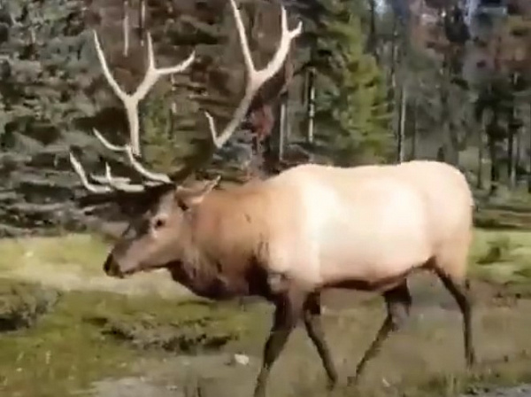 В Бурятии засняли гуляющего вдоль дороги оленя