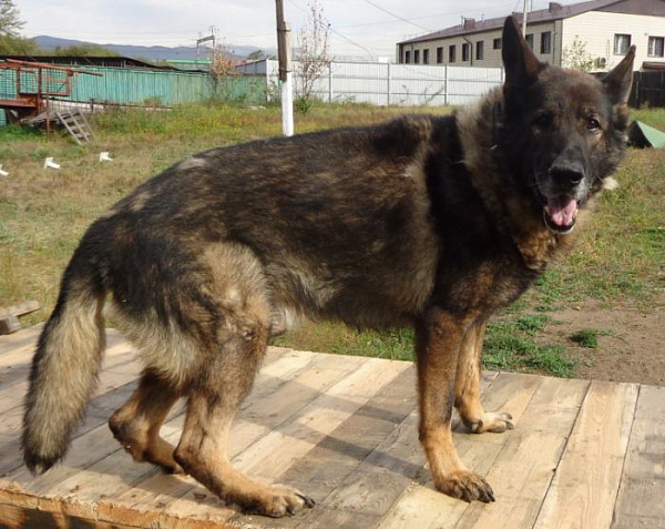 В Бурятии полицейской собаке ищут новых хозяев 