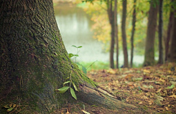 ������ �������� �������� ���������� � ������ ������� ��� 