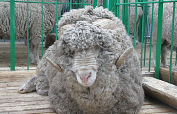 ���������� ������ �������� ���������� ��������-��������������� �������� ���� � ����