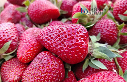 ������� �� ������ �������� � ������� ���� ������ � 36 �������� �������� �� ����������� 