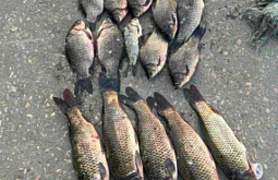 В Бурятии браконьер с рыбой и сетями попался сотрудникам ДПС