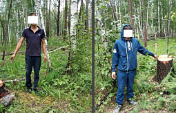 В Иркутской области «чёрные лесорубы» вывозили лес «КамАЗами» 