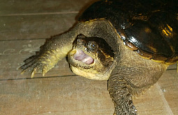 ��������� ���������� ������ �������� ��� ������ �� ������