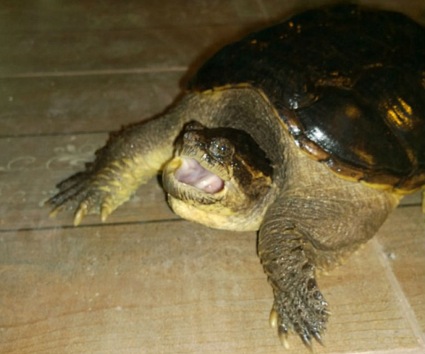 Иркутская зоогалерея продаёт черепаху для оплаты по счетам