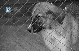 ����� 400 �������� ����������� � ��������� ������� �� ���