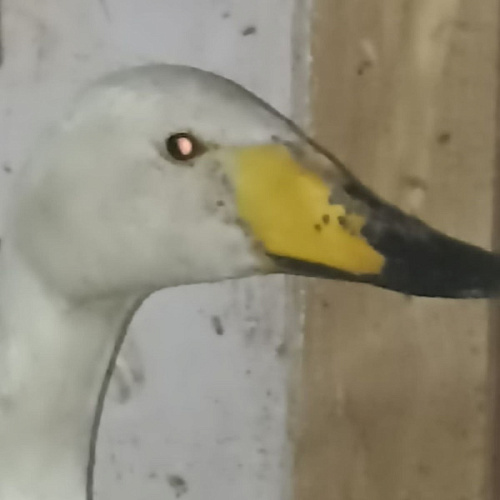 ������ ������� ���� ������ �� ������ 