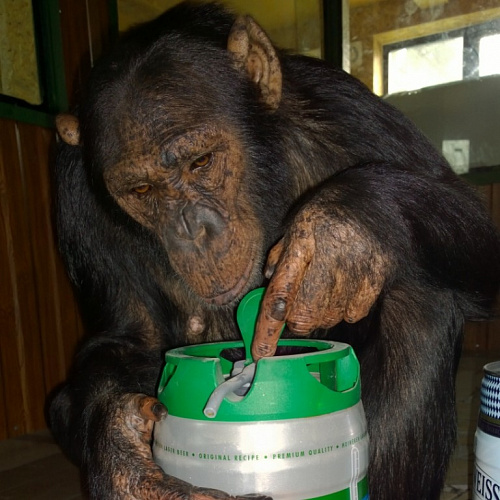 В Иркутской зоогалерее обезьяна допивает остатки пива из банок 