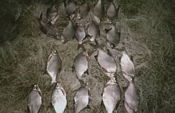 ������ ������� ����� �������� ���� �� ����� 