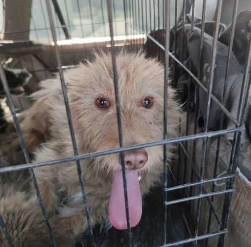 В Улан-Удэ в ходе рейда отловили 12 собак